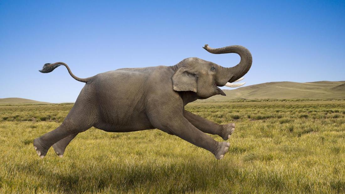 A elephant running